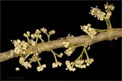 Oreocnide integrifolia